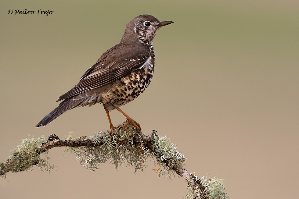 Zorzal charlo (Turdus viscivorus)